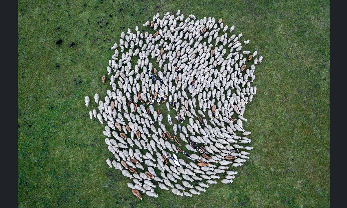 Le foto più belle della settimana – 5/11 dicembre