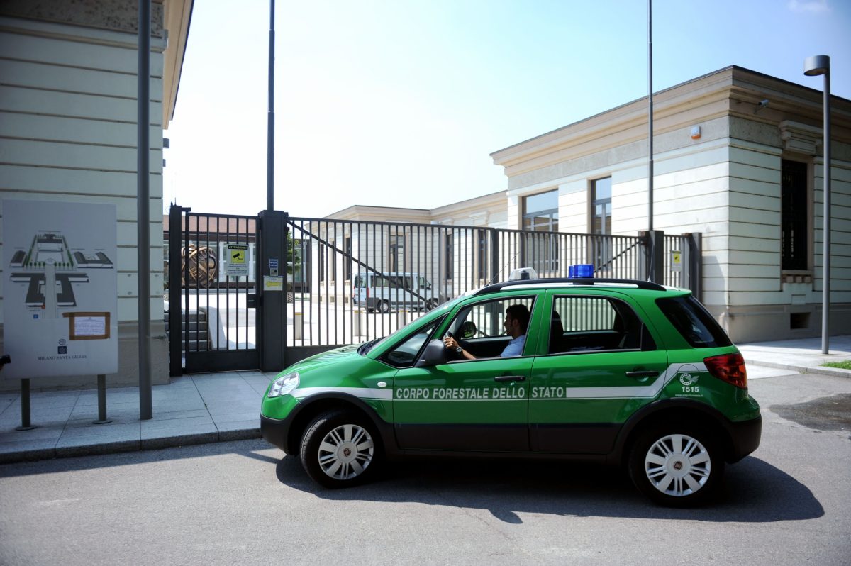 Galleria foto 'Tutela dell’ambiente: 11 operazioni del Corpo Forestale nel 2015' - foto 2