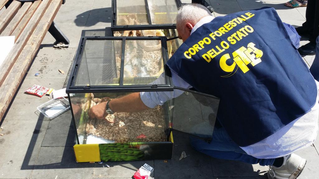 Tutela dell’ambiente: 11 operazioni del Corpo Forestale nel 2015