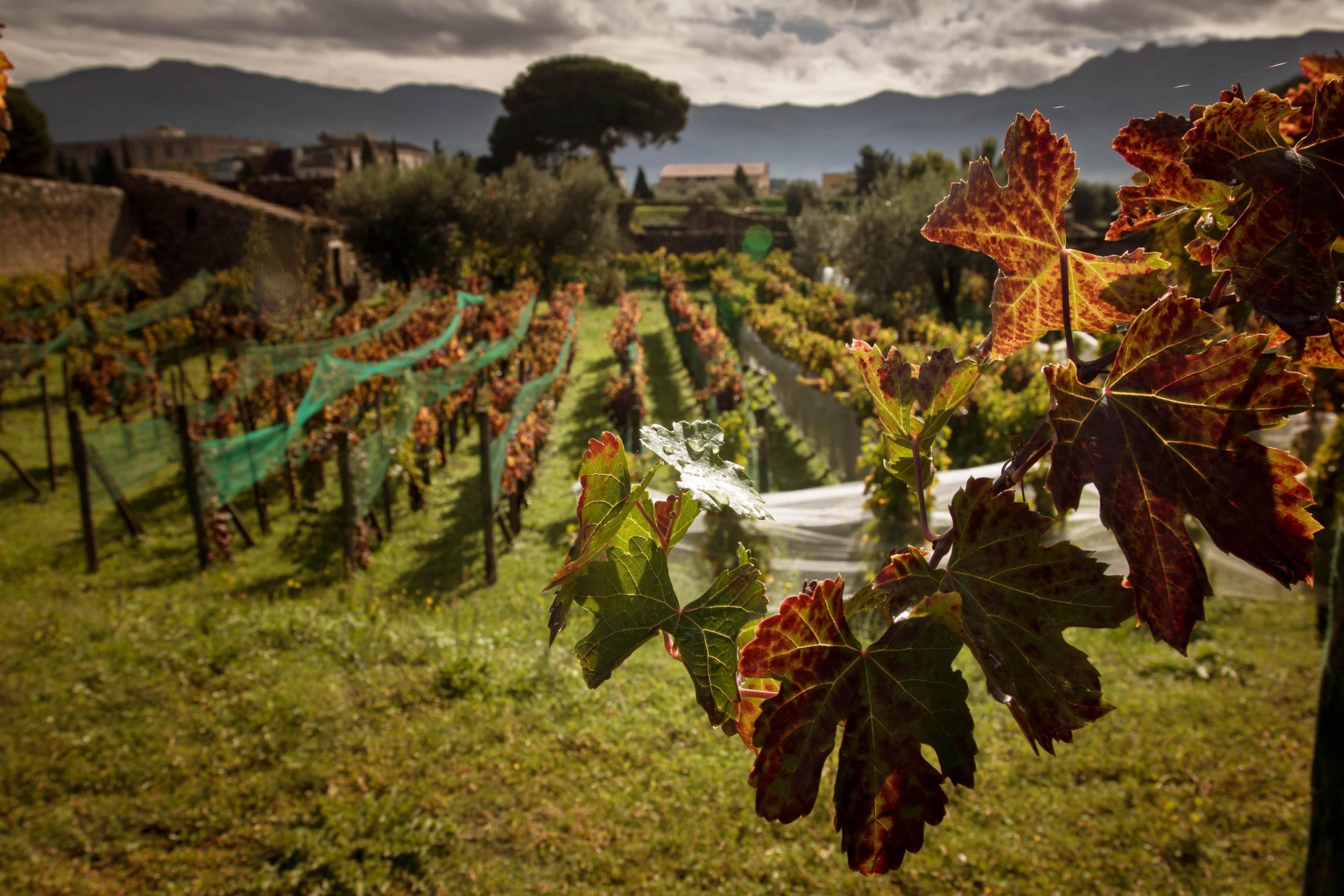 Tutela dell’ambiente: 11 operazioni del Corpo Forestale nel 2015