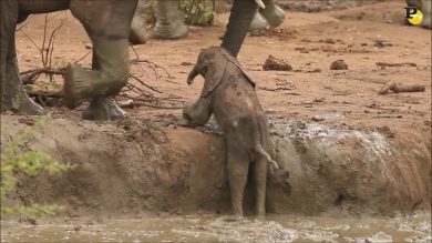 Il cucciolo di elefante incastrato, non riesce a uscire dallo stagno