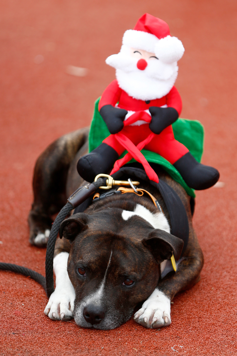 La corsa dei Babbi Natale in Nuova Zelanda