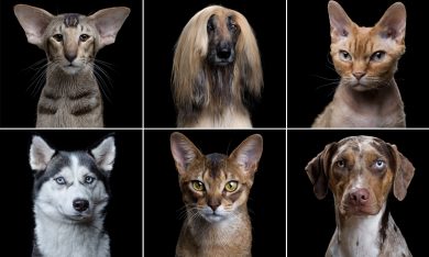 Cani e gatti in primo piano: Animal Soul