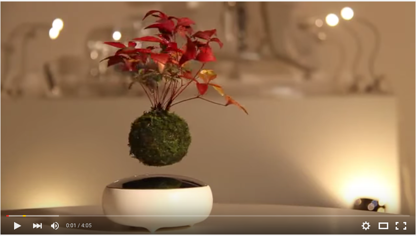 Dal Giappone arriva l’Air Bonsai Dal Giappone arriva l’Air Bonsai