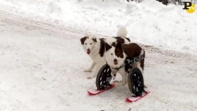Roosvelt: il cane disabile che non si ferma davanti a niente