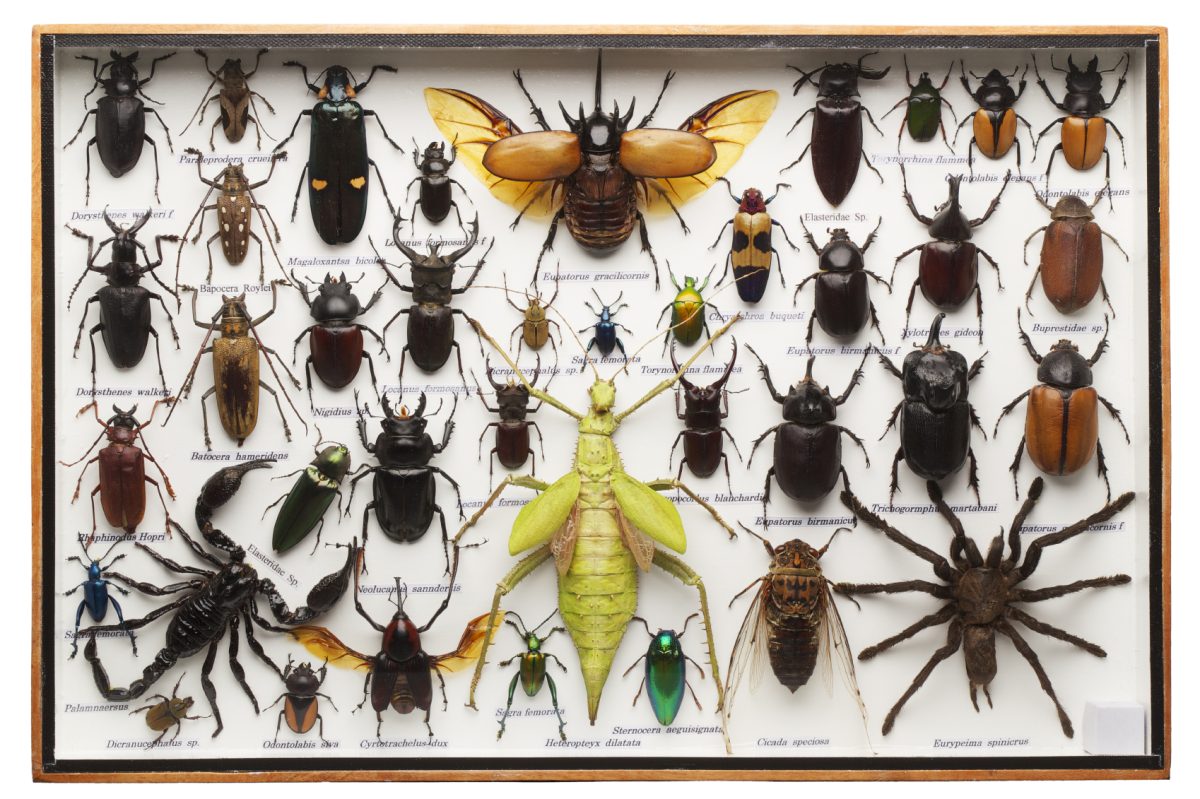 Galleria foto 'Eccentrici, 5 libri bellissimi e stravaganti' - foto 3