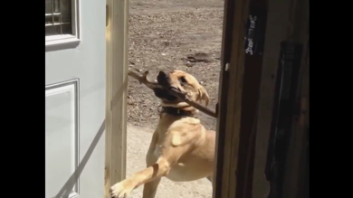 Il bastone è troppo grande ma il cane non si arrende