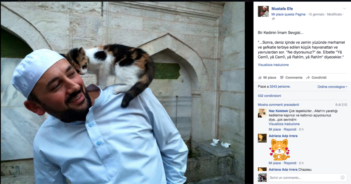 Galleria foto 'L’Imam che ospita i gatti randagi in Moschea' - foto 4