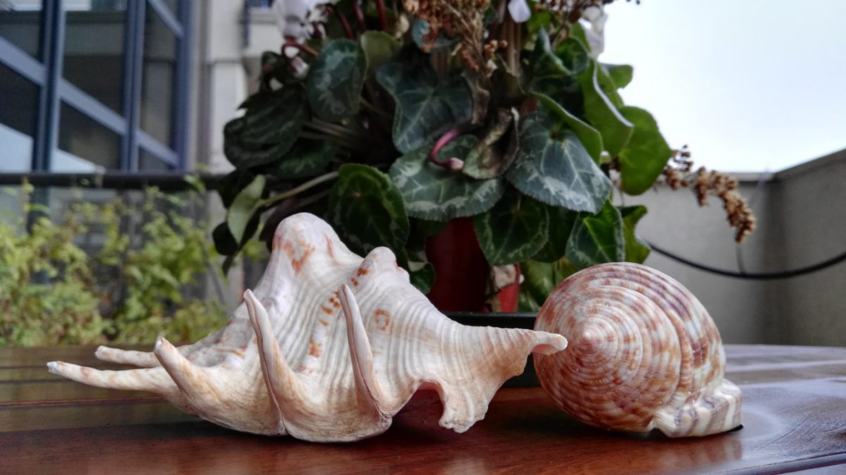 Galleria foto 'I migliori smartphone del momento: fotocamere a confronto' - foto 17