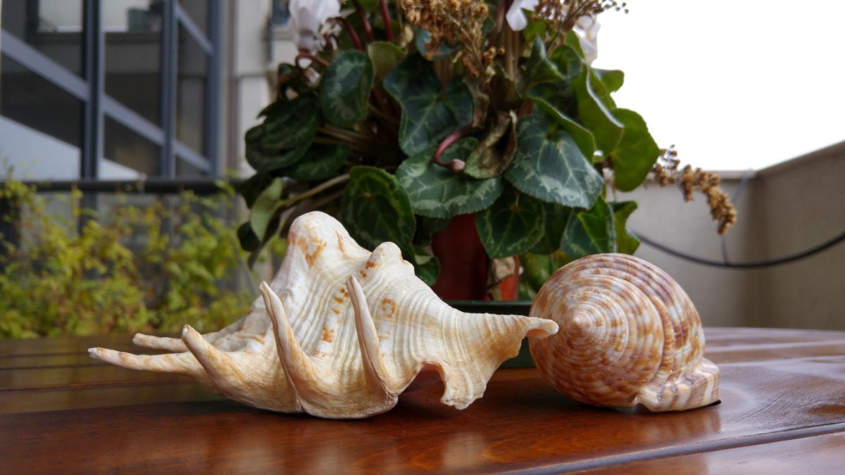 Galleria foto 'I migliori smartphone del momento: fotocamere a confronto' - foto 19