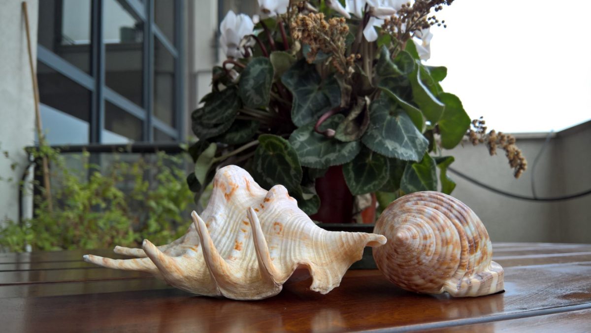 Galleria foto 'I migliori smartphone del momento: fotocamere a confronto' - foto 20