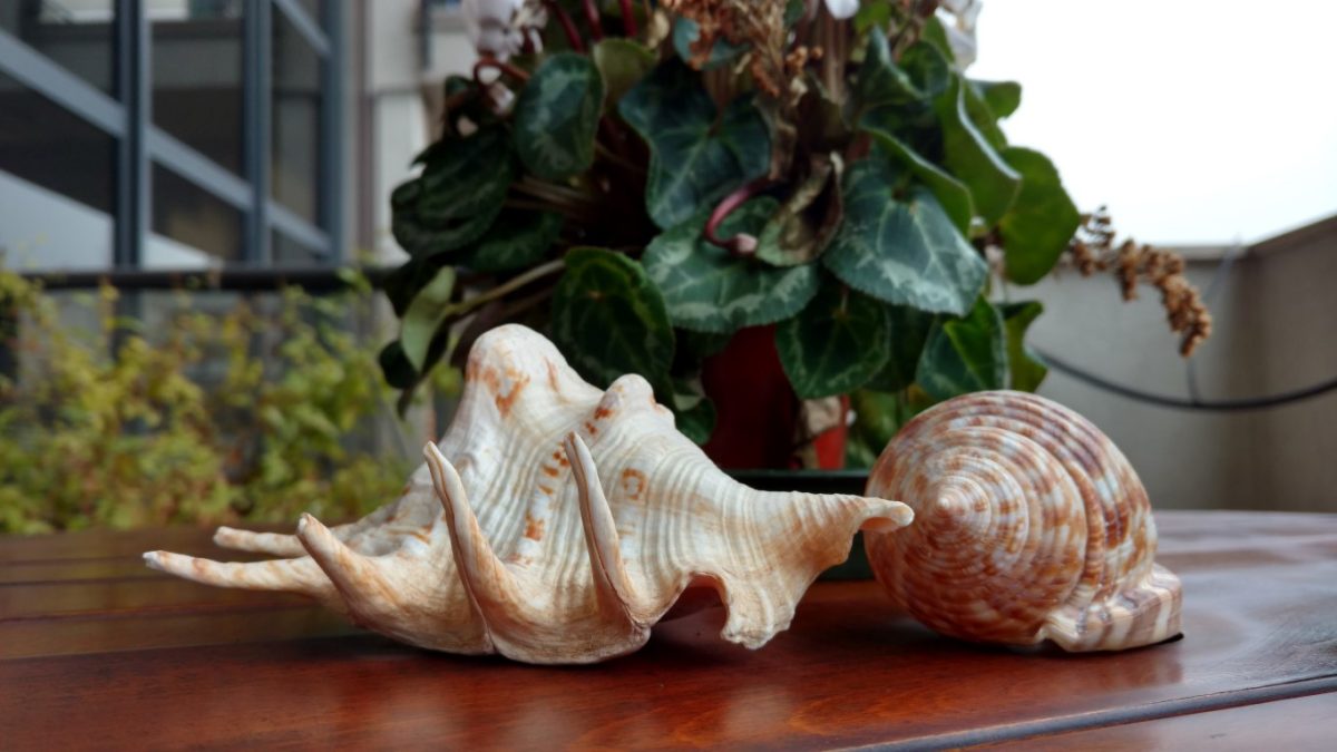 Galleria foto 'I migliori smartphone del momento: fotocamere a confronto' - foto 21