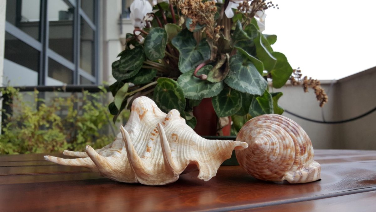 Galleria foto 'I migliori smartphone del momento: fotocamere a confronto' - foto 22