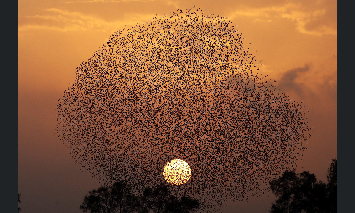 Le foto più belle della settimana – 9/15 gennaio