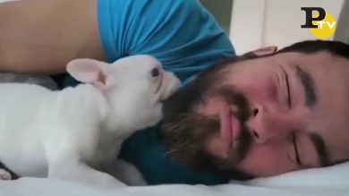 Un French Bulldog per sveglia: un nuovo modo per alzarsi dal letto