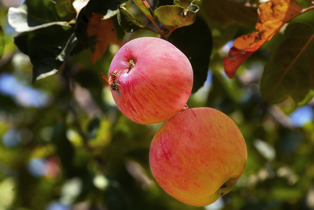 Una mela unica e inimitabile Una mela unica e inimitabile