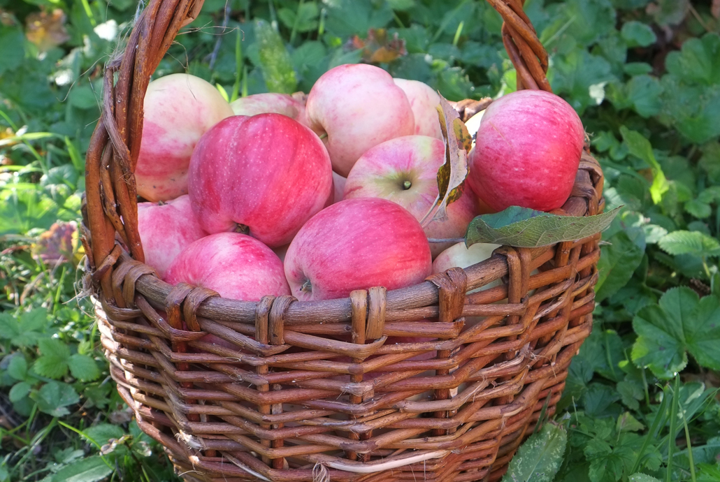 Ogni frutto è un viaggio lungo tre stagioni Ogni frutto è un viaggio lungo tre stagioni