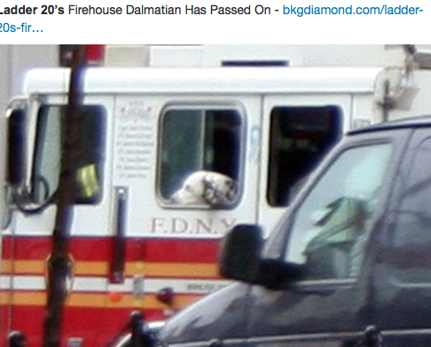 Addio a Twenty, mascotte dei vigili del fuoco delle Torri Gemelle