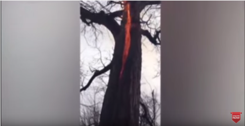 Dall’Ohio il mistero dell’albero del diavolo Dall’Ohio il mistero dell’albero del diavolo