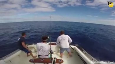 Pescano un Marlin e rischiano di restare infilzati