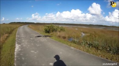 Ciclista incontra coccodrillo in strada