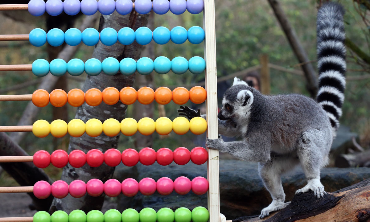 L’inventario annuale allo Zoo di Londra