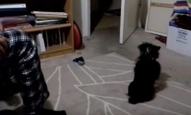 Un cane, un calzino, la pazza gioia