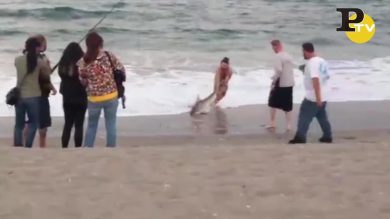 Squalo tolto dal mare per un selfie