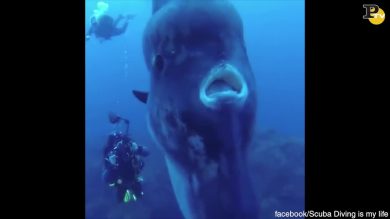Il sub ed il pesce Luna gigante
