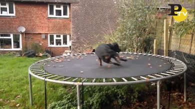 Cane non vuole smette di saltare sul Tappeto Elastico