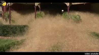 Australia infestata dall’erba “hairy panic”