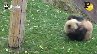 Tenero panda ruota su se stesso