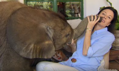 Avere un elefante come animale domestico