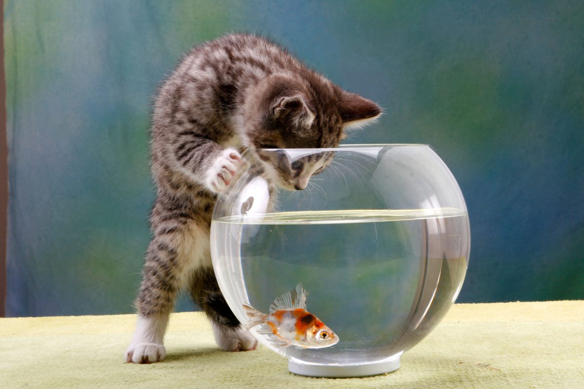 Galleria foto 'Oggi la Festa del Gatto: 10 cose da sapere' - foto 11