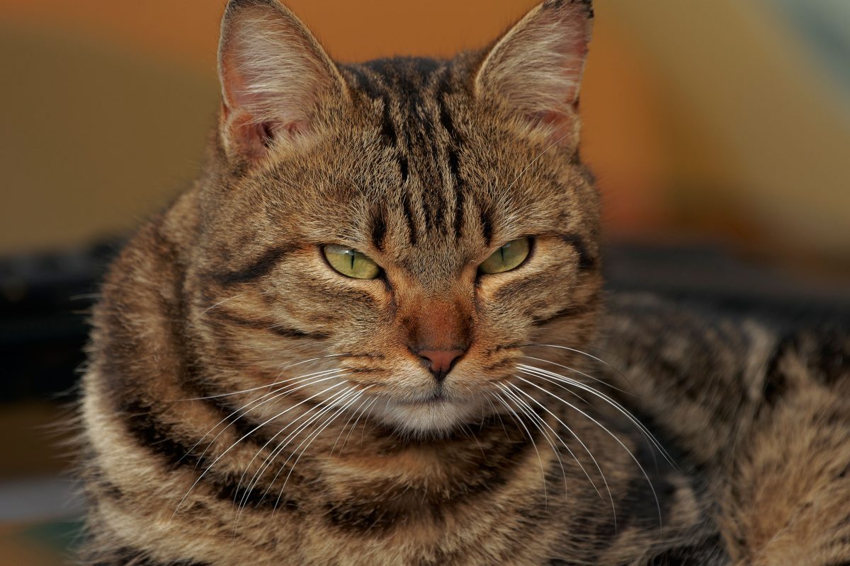 Galleria foto 'Oggi la Festa del Gatto: 10 cose da sapere' - foto 10