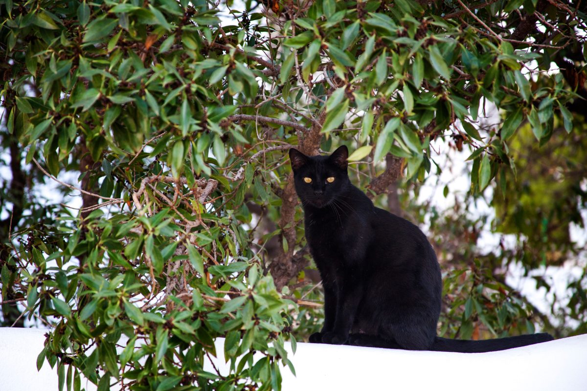 Galleria foto 'Oggi la Festa del Gatto: 10 cose da sapere' - foto 8