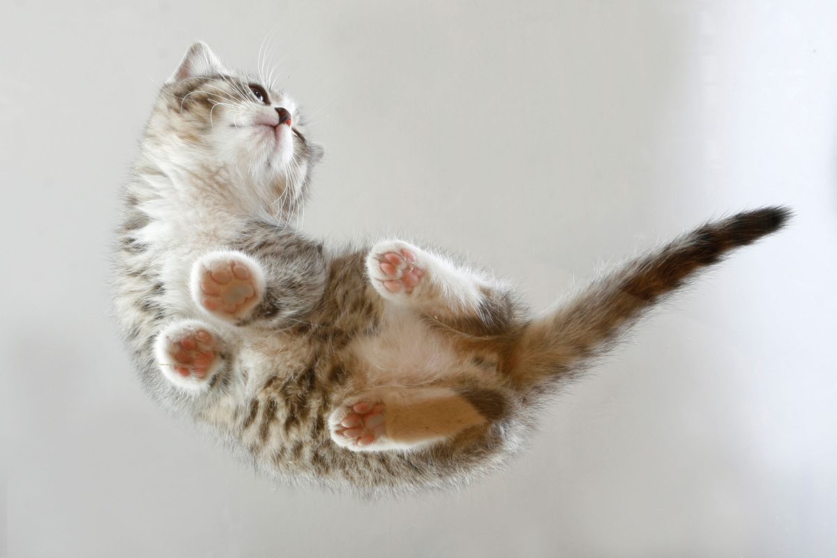 Galleria foto 'Oggi la Festa del Gatto: 10 cose da sapere' - foto 7