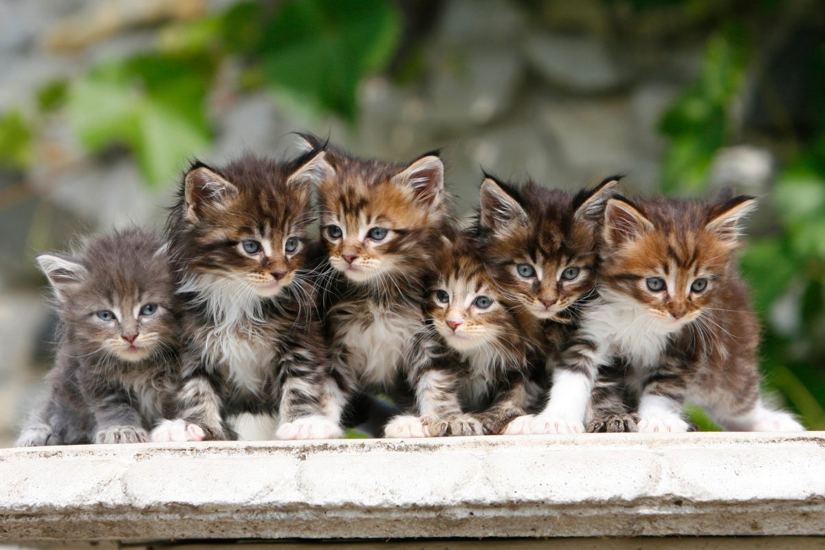 Galleria foto 'Oggi la Festa del Gatto: 10 cose da sapere' - foto 6