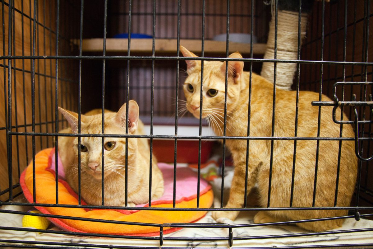 Galleria foto 'Oggi la Festa del Gatto: 10 cose da sapere' - foto 4