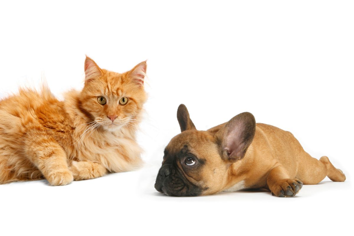 Galleria foto 'Oggi la Festa del Gatto: 10 cose da sapere' - foto 3