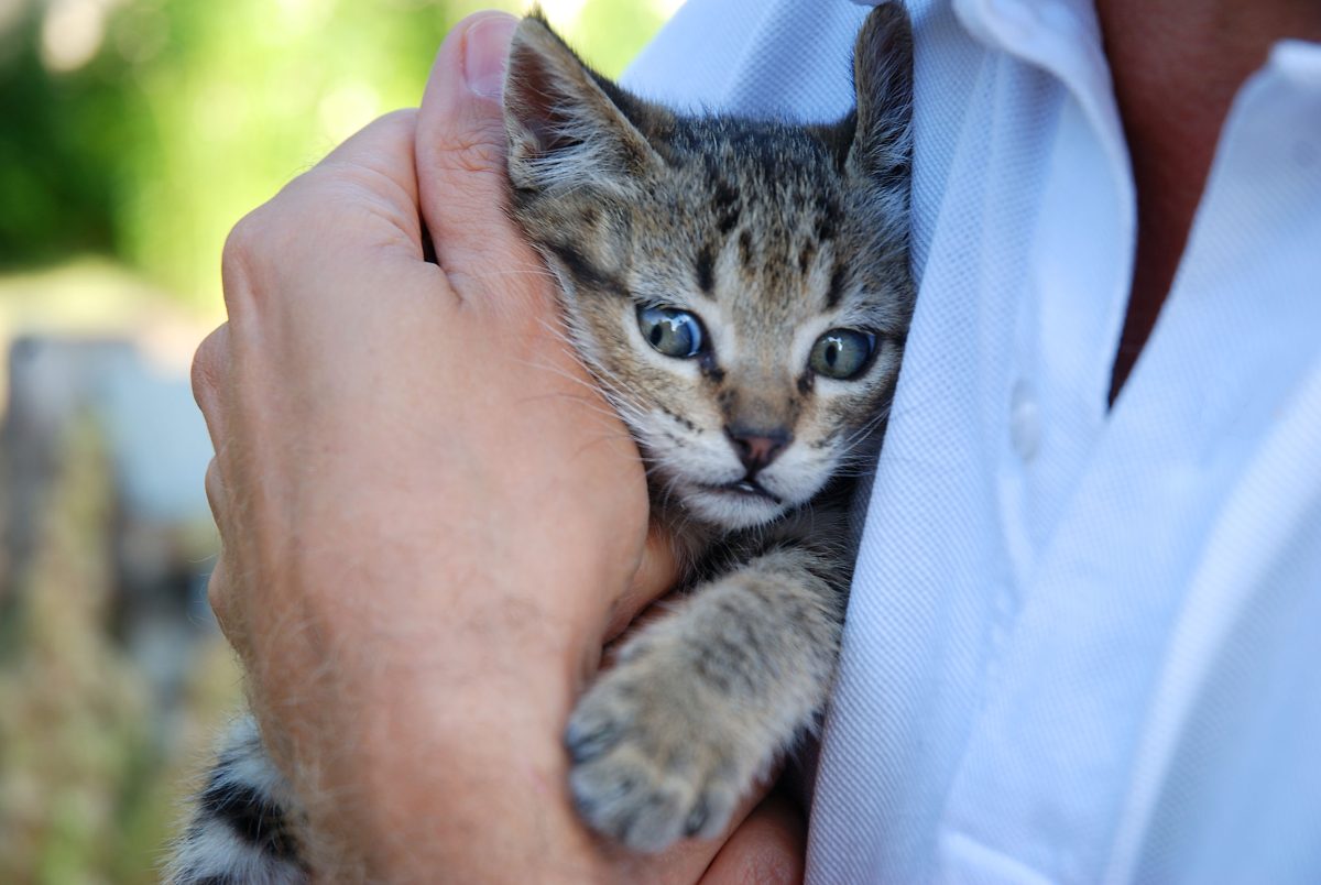 Galleria foto 'Oggi la Festa del Gatto: 10 cose da sapere' - foto 2