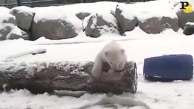 Cucciolo di orso vede la neve per la prima volta