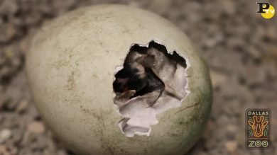 Il tenero incontro di due pinguini appena nati