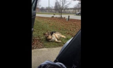 Il cane che odia l’automobile