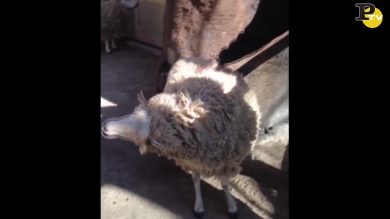 Questa pecora adora le carezze sulla schiena