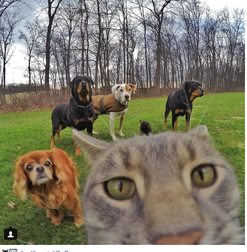 Manny, il gatto che si fa i selfie