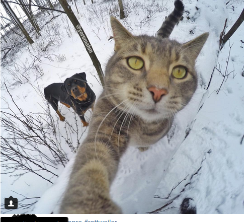 Manny, il gatto che si fa i selfie