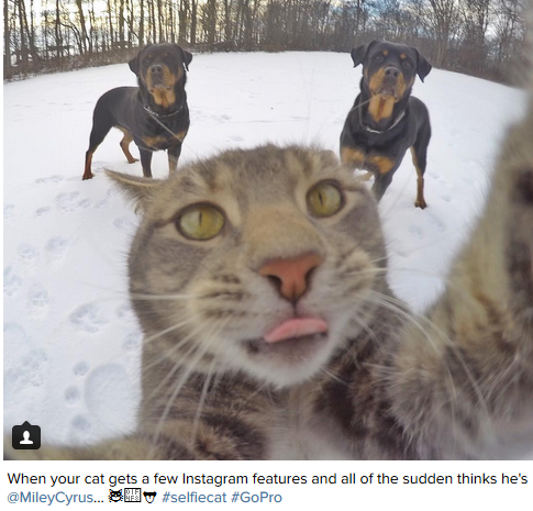 Manny, il gatto che si fa i selfie