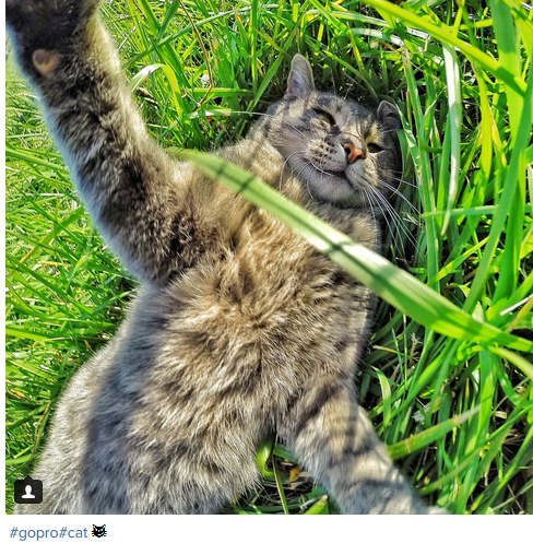 Manny, il gatto che si fa i selfie
