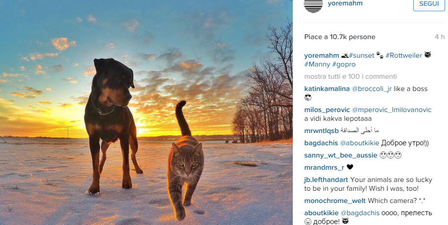 Manny, il gatto che si fa i selfie